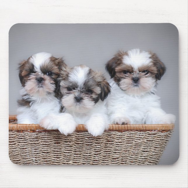 Tapis De Souris Shih Tzu puppies (Devant)