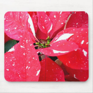 Tapis De Souris Shimmer Star Surprise Poinsettia vacances Florale