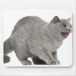 Tapis De Souris Shorthair britannique effrayé sifflant (8 mois)