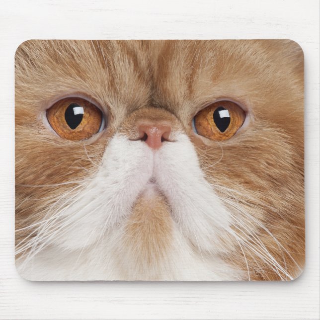 Tapis De Souris Shorthair exotique (2,5 ans) (Devant)