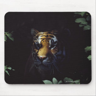 Tapis De Souris Sibérie Tigre (Panthera Tigris Altaica) pairs