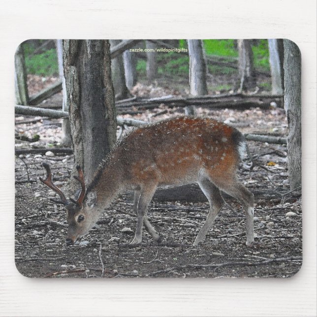 Tapis De Souris Sika Deer Buck Animal Wildlife Photo (Devant)