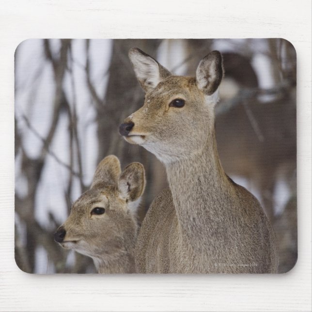Tapis De Souris Sika Deer Doe and Young, Hokkaido, Japon (Devant)