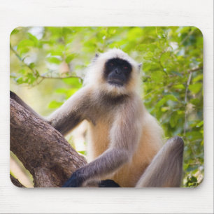 Tapis De Souris Singe dans la jungle du parc national de Ranthambo