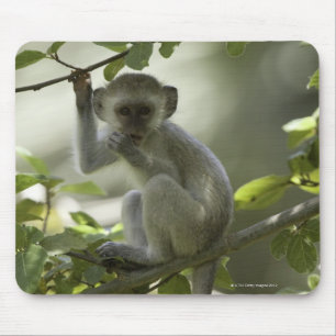 Tapis De Souris Singe de Vervet, Zimbabwe