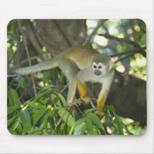 Tapis De Souris Singe Saimiri commun, (Saimiri sciureus), Rio
