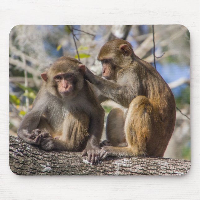Tapis De Souris Singes de Silver Springs (Devant)