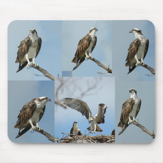 Tapis De Souris Six photos Mousepad d'oiseau de balbuzard (Devant)