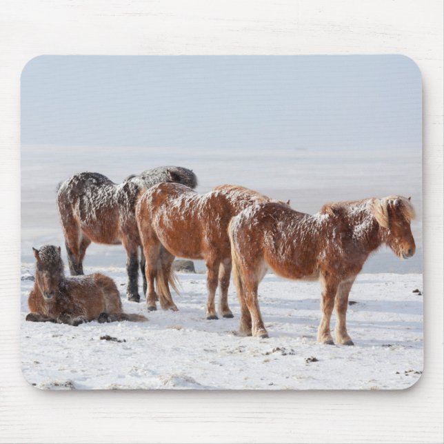 Tapis De Souris Snow Covered Icelandic Horses (Devant)