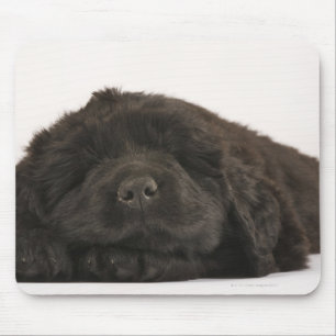 Tapis De Souris Sommeil de chiot de Terre-Neuve (familiaris de