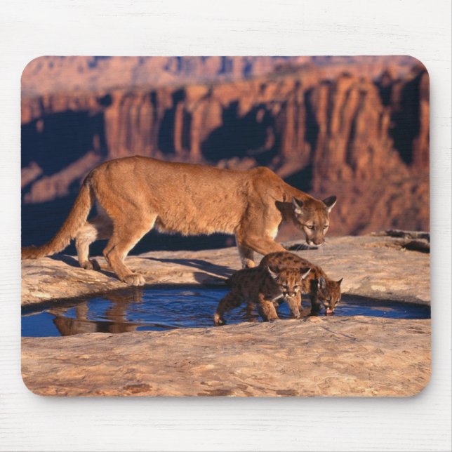 Tapis De Souris Souris Pad-Mountain Lion & Cubs (Devant)