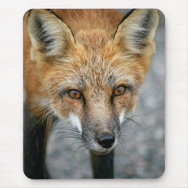 Tapis De Souris Souris Red Fox (Devant)
