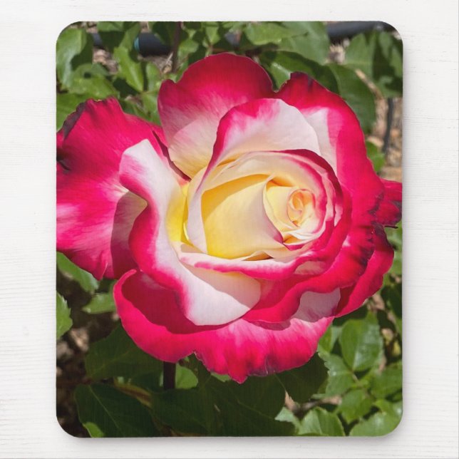 Tapis De Souris Souris rose rouge et jaune (Devant)