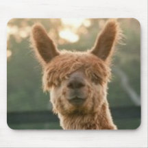 Souris souriante d'Alpaca
