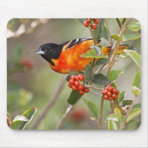 Tapis De Souris South Padre Island, Texas, États-Unis, Oriole de B