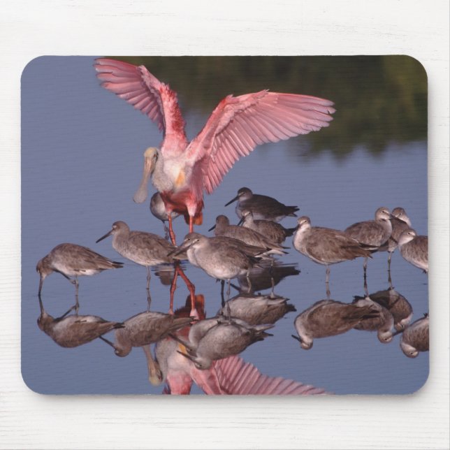 Tapis De Souris Spatule rosée avec des willet dans des eaux peu pr (Devant)