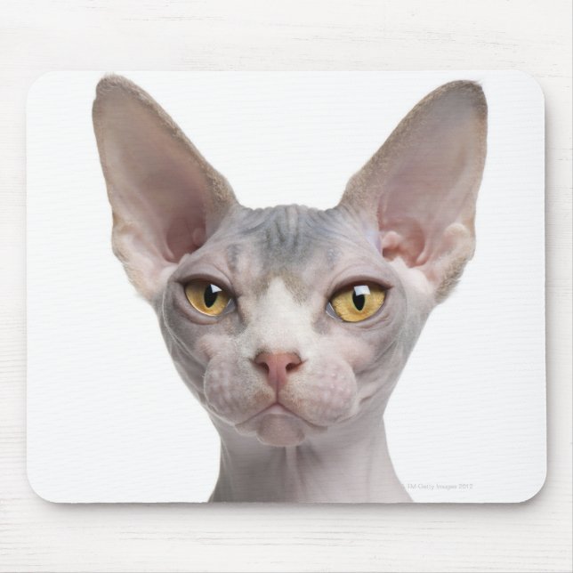 Tapis De Souris Sphynx (7 months old) (Devant)