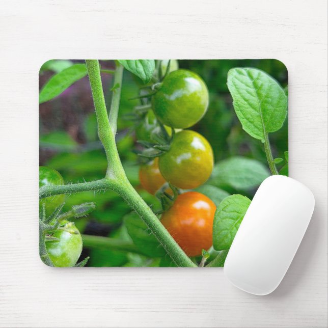 Tapis De Souris Stades de maturation des tomates cerises (Avec souris)