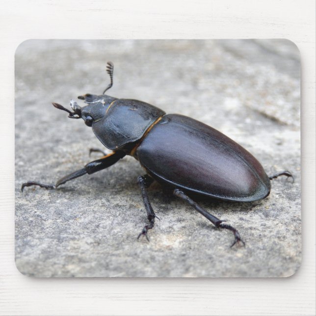 Tapis De Souris Stag Beetle Mouse Mat (Devant)