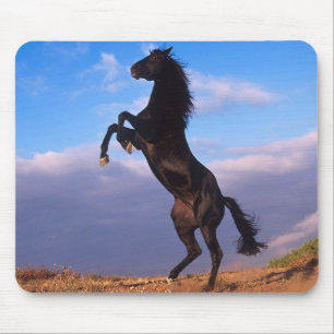 Tapis De Souris Stallion noir