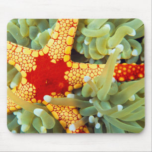Tapis De Souris Star de la mer rouge et jaune