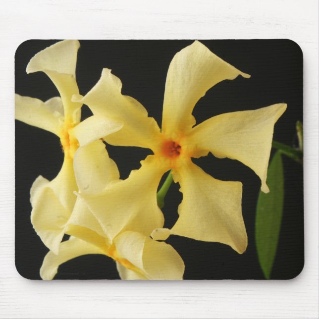 Tapis De Souris Star Jasmine Flower mpcnm (Devant)