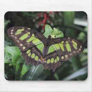 Tapis De Souris Stelènes de Siproeta