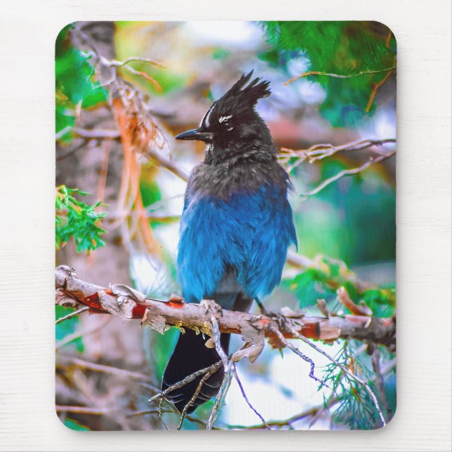 Tapis De Souris Steller's Jay - Photographie originale (Devant)