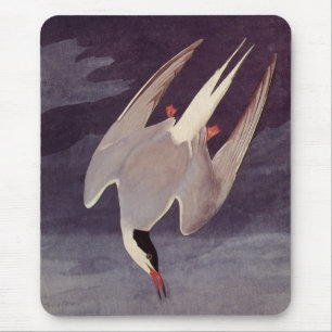 Tapis De Souris Sterne arctique par John James Audubon, Oiseaux vi