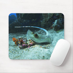 Tapis De Souris Stingray en mouvement - Photo prise sur Coral Tria