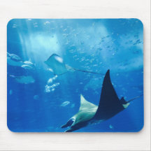 Stingray Sous L'Eau