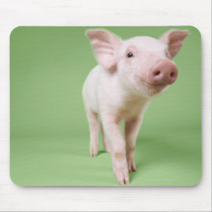 Tapis De Souris Studio coupé d'une position de porcelet