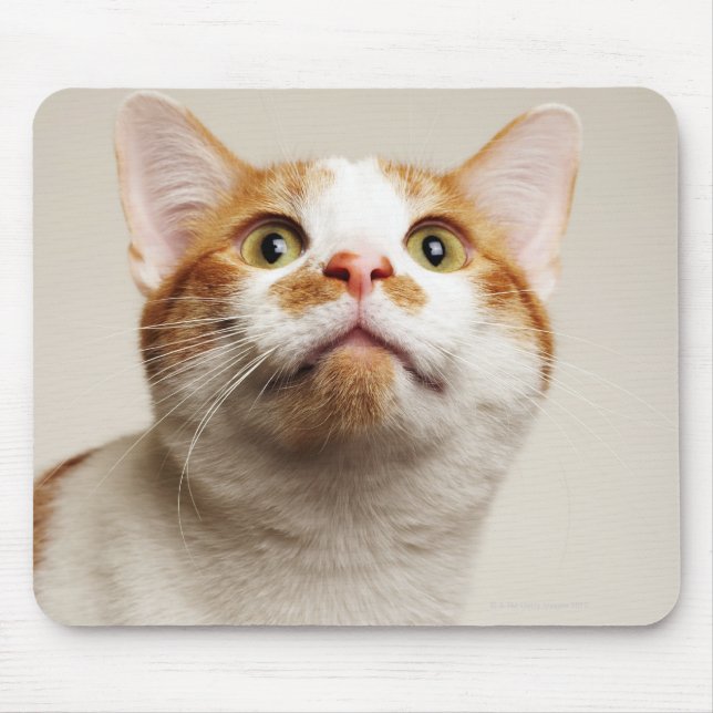 Tapis De Souris Studio photo de chat cherchant (Devant)