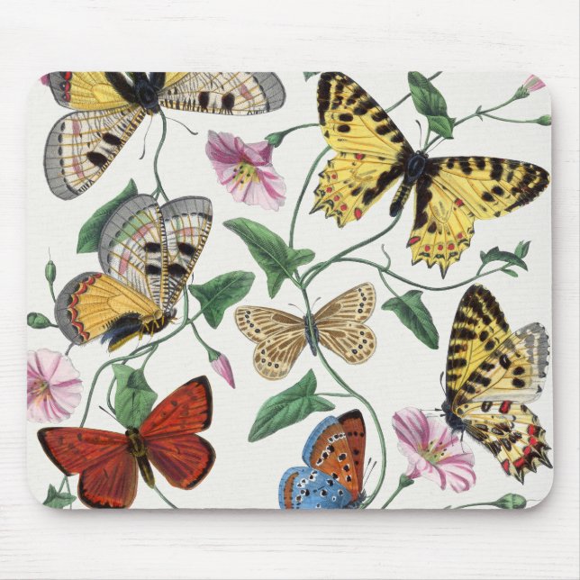 Tapis De Souris Study of Diurnal butterflies by Paul Gervais (Devant)