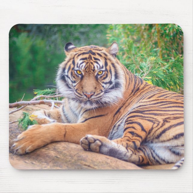 Tapis De Souris Stunning Reclining Tiger Photograph (Devant)