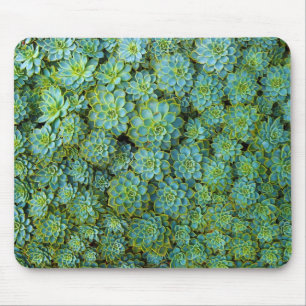 Tapis De Souris Succulents - plante Echeveria
