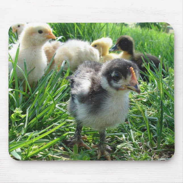 Tapis De Souris Suivez Le Leader (Devant)