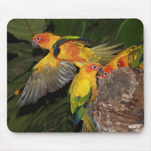Tapis De Souris Sun Conures (Devant)
