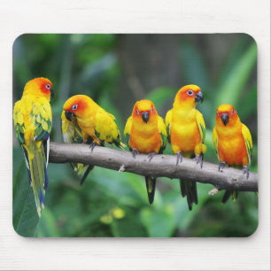 Tapis De Souris Sun Conures