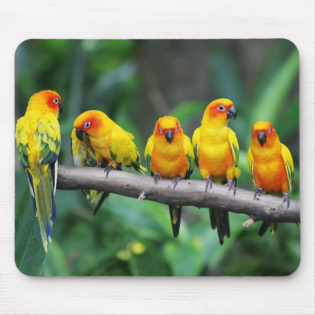 Tapis De Souris Sun Conures (Devant)