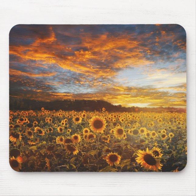 Tapis De Souris Sunset SunflowersField (Devant)