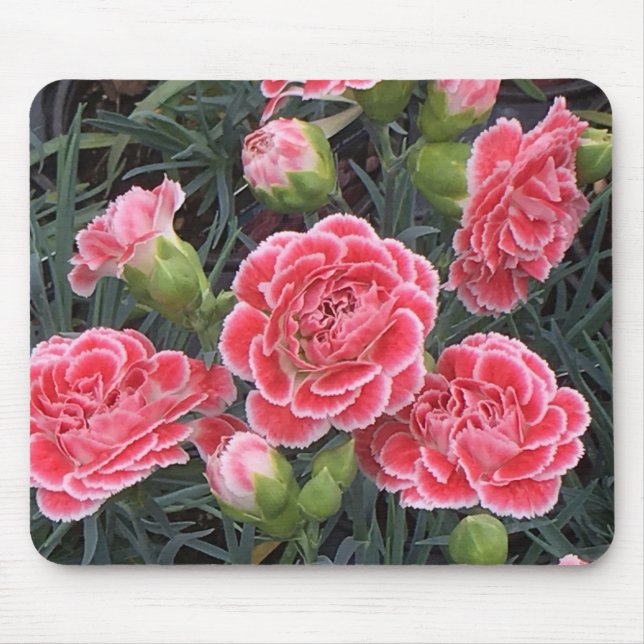 Tapis De Souris Superbe Dianthus (Devant)