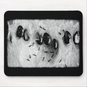 Tapis De Souris surfing ants