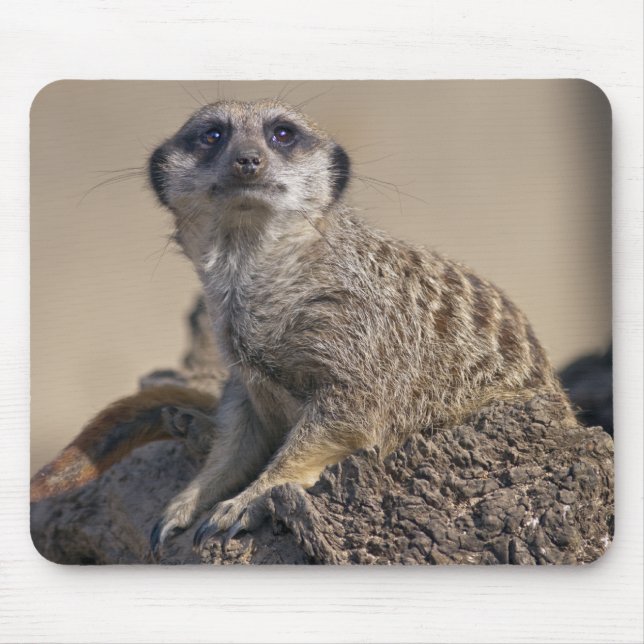 Tapis de souris suricate (Devant)