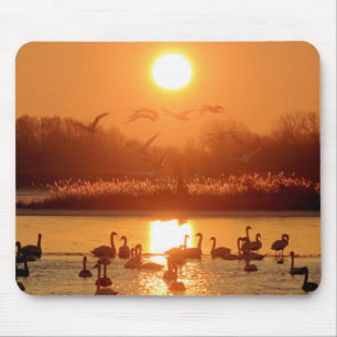 Tapis De Souris Swans dans le lac au coucher du soleil