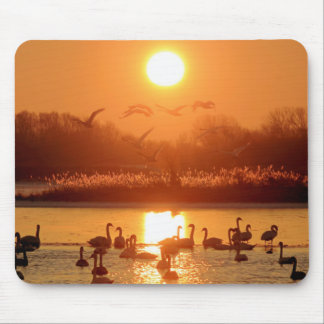 Tapis De Souris Swans dans le lac au coucher du soleil