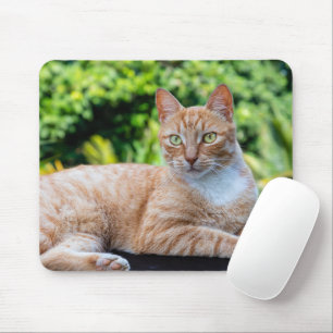 Tapis De Souris Sweet little kitty