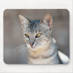 Tapis De Souris Tabby