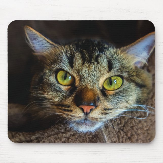 Tapis De Souris Tabby Cat (Devant)