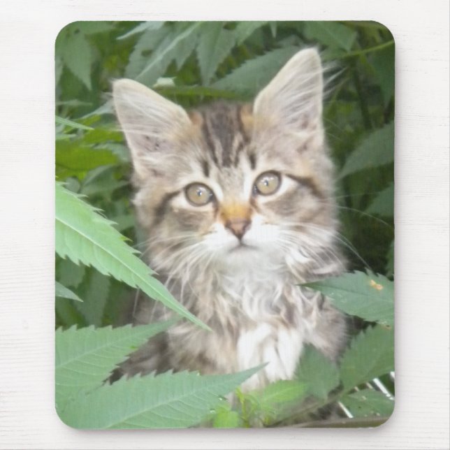 Tapis De Souris Tabby Kitten (Devant)